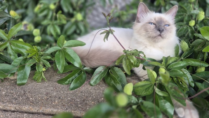 Krystaltoze Caprianna Krystaltoze Caprianna, a blue point Birman, lying among garden foliage